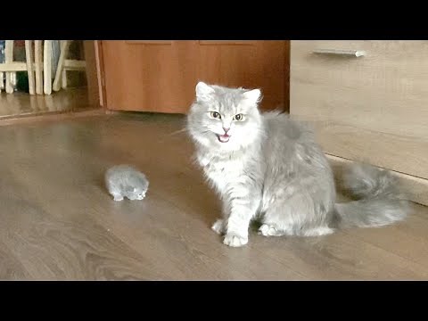 Mama cat brought a little kitten to her owner