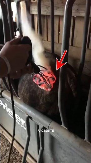 Freeze Branding Technique 😱