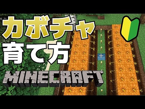 [Minecraft] How to grow pumpkins and why they don't grow the same way as other crops [Minecraft]