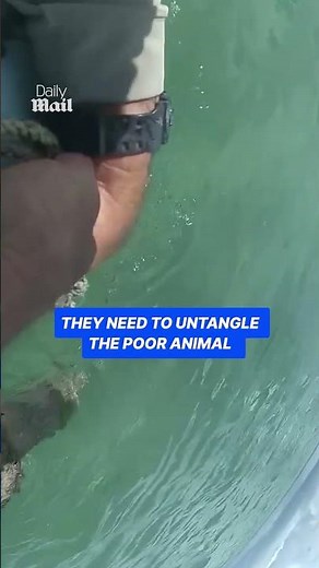 Cops called out to rescue tangled sea turtle