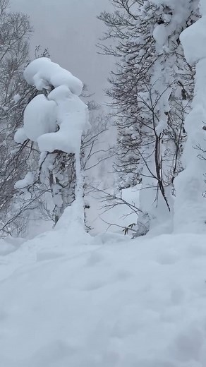 33K views · 271 reactions | All natural 100% organic booter 勞 @sebby_k_ taking the term “tree tap” to heart with this massive air on a deep day 奈 #tgrlivethdream | Teton Gravity Research | Facebook