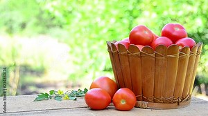 Tomato - Solanum lycopersicum