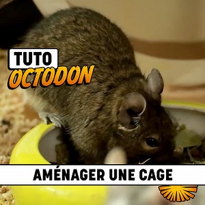 Ces petits octodons vont vous faire craquer 😍 | Eublepharis