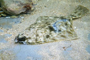 Brexit Pulse Fishing Ban | Commercial Fishing News