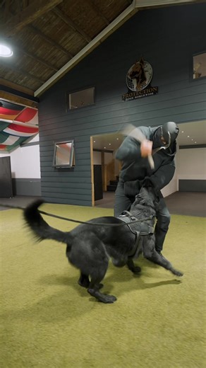 Some covert work with our Boy Lucifer #germanshepherd #germanshepherdsoftiktok #covertbite #protectiondogsworldwide #protectiondogintraining #protectiondogs #blackshepherd