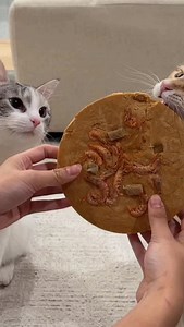 Cronch cronch ✨🐈 | Penguinpepperpia