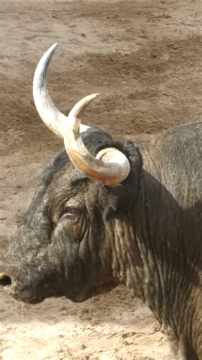 TORO IMPONENTE/: Vaya Bicharraco 2026 #toros Museros #torostv #bull