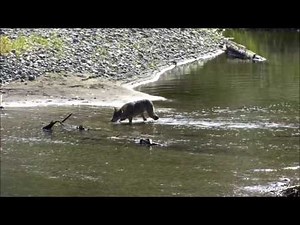 Wolf Fishing at Tweedsmuir Park Lodge Bella Coola