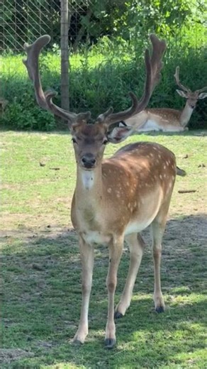 Oooo Dear #viral #shorts