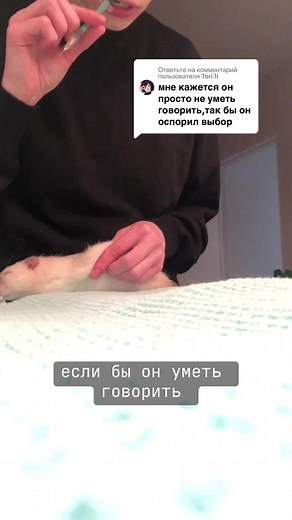 Administering Care to Your Pet Rodent at Home