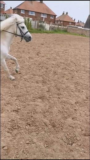 Pony fails #wildone #ponyfail #feelingfresh #welshmare #welshpony #welshsectiona #fyp #foryoupage