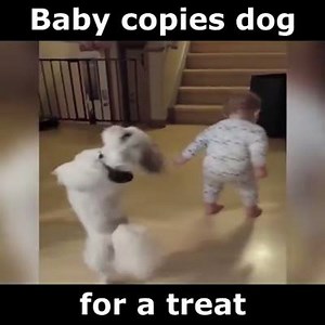 Best mates. Via HypeDojo | Animals Being Awesome