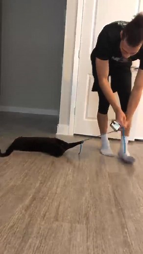 Playful Cat Spinning on the Floor