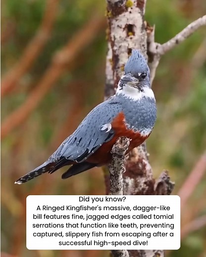 Did you know? A Ringed Kingfisher's massive, dagger-like bill features fine, jagged edges called tomial serrations that function like teeth, preventing captured, slippery fish from escaping after a successful high-speed dive! Behold the stunning Ringed Kingfisher (Megaceryle torquata), a true behemoth among American kingfishers, captured here perched on a branch. This impressive bird is distinguished by its large size the largest kingfisher in the Americas, nearly the size of an American Crow—an