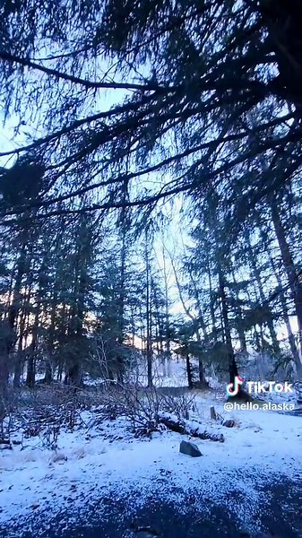Exploring the Beautiful Forests of Alaska