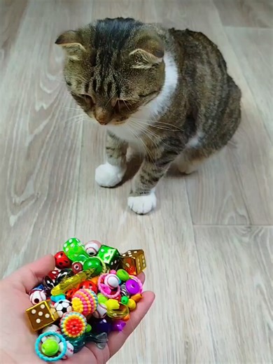 Cat Barsik 🍎 Domino Marbles 🔥 Reverse video #reverse #marble #satisfiying #asmr