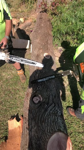 Stihl 460 vs Stihl 500i: A Comparison in Tree Work Efficiency