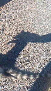 Quite a special rescue. We haven't been everywhere but it's on our list😉 | Owl Rescue Centre