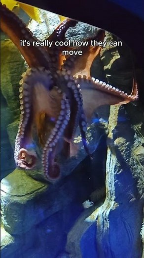 Why do Octopuses move like that? #marinebiology #octopus #science