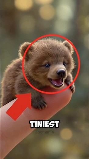 World's Smallest & Weirdest Animals You Won't Believe Exist! 😱 #facts #smallanimals #top