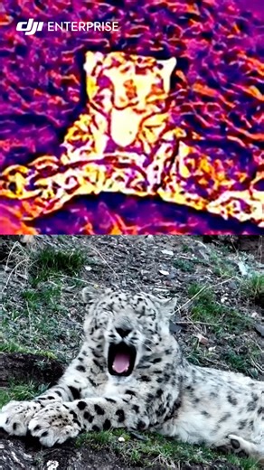 Every heat signature tells a story 🐾 With the DJI Matrice 4T’s thermal imaging, researchers can safely track snow leopards and monitor their movements, bringing clarity to conservation, even in the coldest conditions. Protecting nature, one flight at a time. #djienterprise #djimatrice4t #thermalimaging #wildlifeprotection #droneforgood | DJI Enterprise