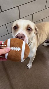 4.3K views · 77 reactions | Adoptable dogs predict which team, San Francisco 49ers or The Kansas City Chiefs, will win this #SuperBowlSunday — no matter who wins, these pups are all MVPs.  | Animal Humane Society | Facebook