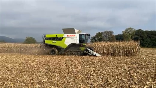💥🌽[Moisson maïs en Alsace]💥🌽🤩🥨 Cet après-midi en Alsace, Moissonneuse-batteuse #claas #lexion7500terratrac à la moisson de maïs !🌽💪 Merci à notre client pour sa confiance ! 💚😉 #colletest #colletlouisetdavignon #claas #moissonneusebatteuseclaas #moissonmaïs #lexion7500tt #alsace | Collet EST
