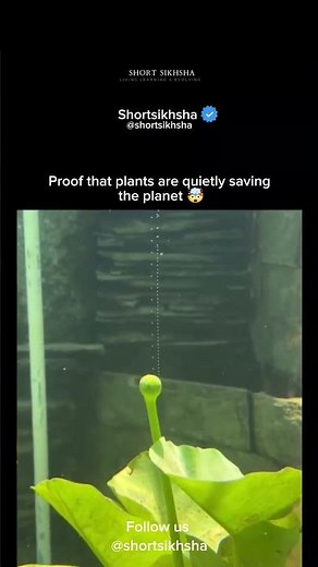 Watch Oxygen Production of a Plant in Water!