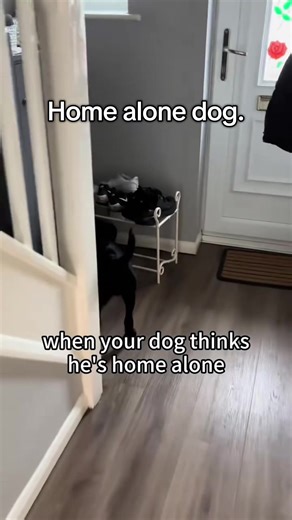 Home Alone Dog's Hilarious Antics at Home