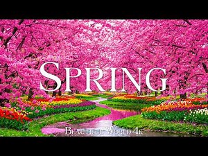 Spring Blossoms 4K Aerial 🌸 Soaring Above Tulip Valleys, Sakura Gardens and Dreamlike Morning Light