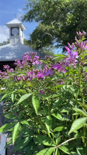 Try these blooms to attract hummingbirds to your subtropical or tropical garden 🌸🌺🌼 If you live in a colder region, the Salvias and some of the other plants as annuals are still a great option. Visit your local garden center to browse tubular flowers 💚 #hummingbird #hummingbirds #hummingbirdgarden #flowers #tropicalflowers #zone9b #floridagardening #nativeplants #provenwinners #gardencenter #gardennursery #gardeninspiration #gardenideas