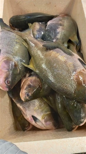 Inscreva se neste canal. compartilhe e comente. embarque nessa aventura pela Amazônia