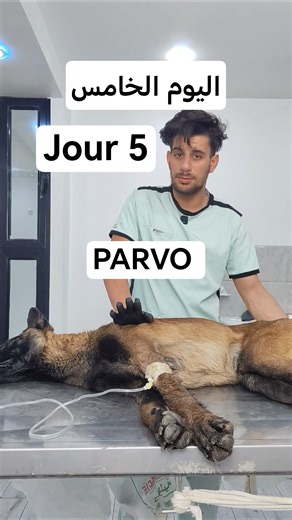 la parvovirose Canine - مرض البارفو عند الكلاب