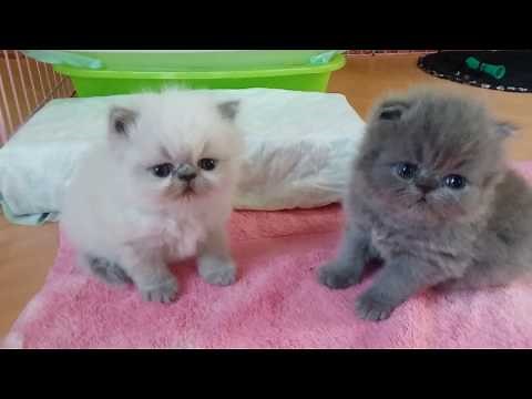 So Sweet and Precious ...Those 3 Week Old Persian and Himi Babies