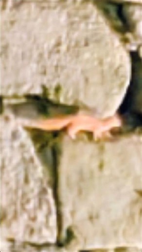 Step Step Osaka 大阪城 イタチ