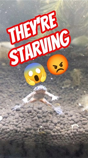 Your African Dwarf Frog Isn’t Eating Your Fish… It’s Starving😱