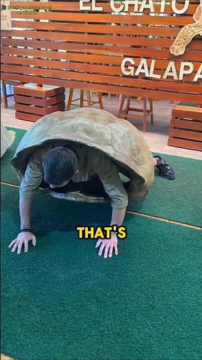 He Finally Found Out Why Turtles Move So Slowly