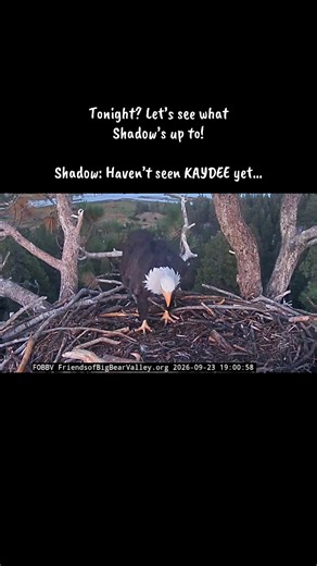 Tonight? Let’s see what Shadow’s up to — Nest visit Sept 23, 2026
