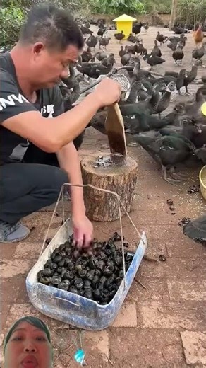 Fishermen smash golden apple snails to feed ducks. Ducks that eat snails will grow faster.