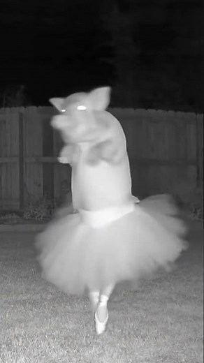 Pig caught dancing at 3AM #funny #viral