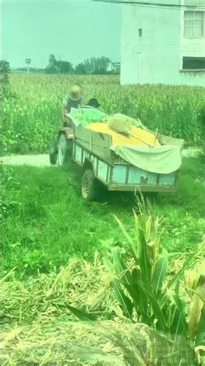 Small Challenge" of Tractor Pulling Trailer to Transport Corn (Moment of Trailer Tilting DuringTurn)