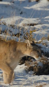 For the first 18-24 months of life, a mountain lion kitten stays by its mother’s side, learning the skills necessary to survive in the wild. Born blind and weighing just one pound, kittens start their journey nestled in a hidden den. As they grow, their mother provides food, protection, and, most importantly, lessons in the art of being a predator.By the time they’re a few months old, they begin following her on hunts, observing how she stalks, waits, and strikes with precision. They learn how t
