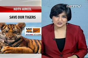 Anti-snare walks to save tigers
