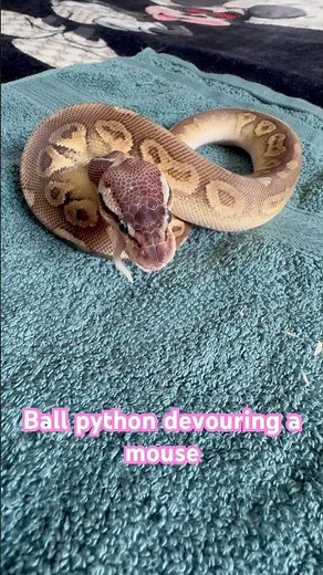Ball Python's Amazing Feeding Time #snake #reptiles #reptile #ballpython #animals #pets #python