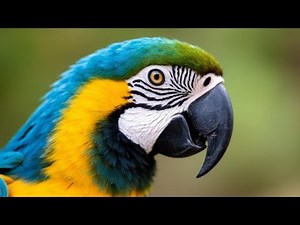 “The Colorful Genius of the Jungle! Blue and Yellow Macaw Facts”