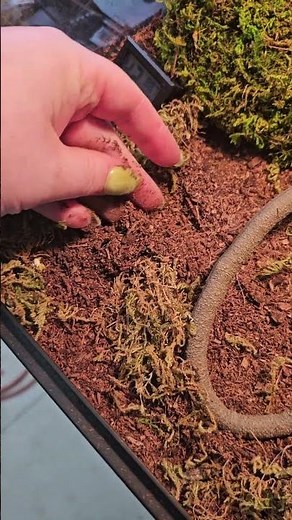 Ball Python Enclosure Humidity Setup