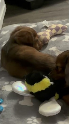 I can’t backup fast enough 🐶❤️‍🔥🐾