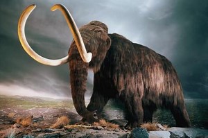 Mammoth Berbulu Terakhir Terisolasi Di Pulau Wrangler Samudra Arktik