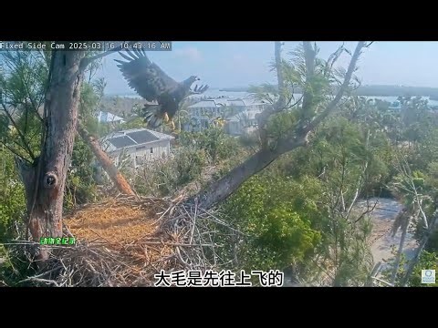 四号雕巢，二毛和大毛，分别于上午七点二十五分和十点四十三分离巢