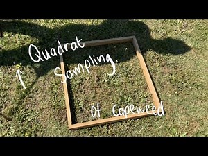 Quadrat sampling of weeds on a lawn
